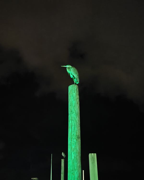 A heron perched on top of a green-lit piling in the dark bay