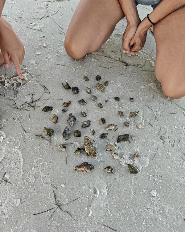 Dozens of hermit crabs in their shells gathered on the sand, with guests crouched around them