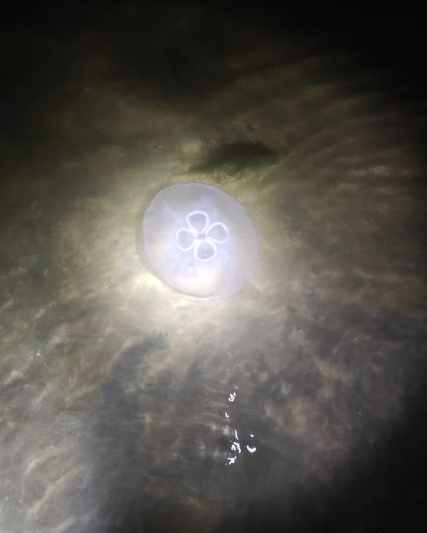 A moon jellyfish glowing in a flashlight beam in the dark water